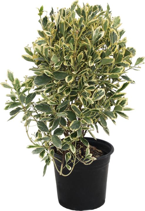 Zulauf Japanischer Spindelstrauch / Euonymus japonicus 'Kathy' (40 cm)