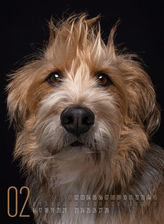 Actual product image Frei Schnauze - Kalender 2026 (33 x 45 cm, Hardcover, English, German)