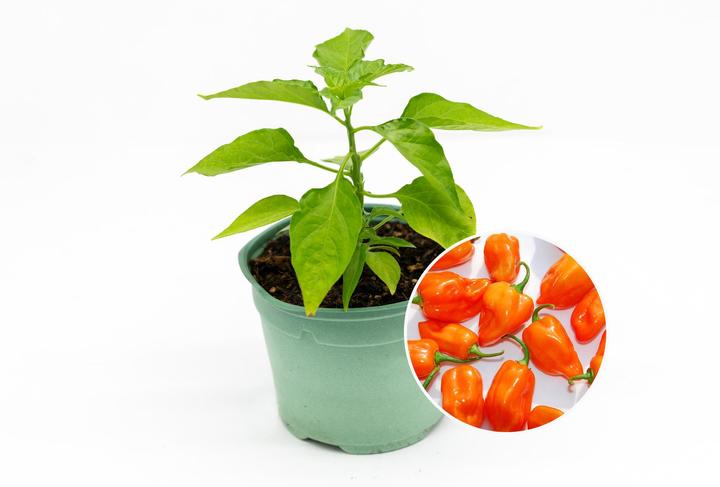 Immagine prodotto Zollinger Bio Piantina, Peperoncino, Habanero (120 cm)