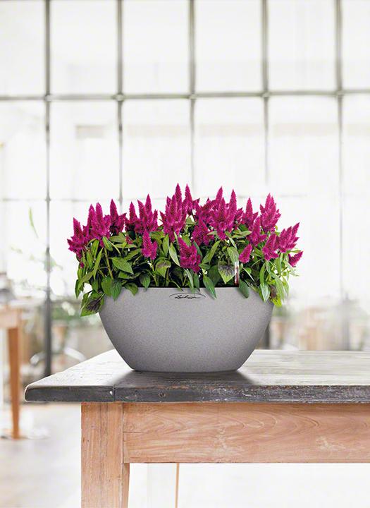 Immagine prodotto Lechuza Cubeto Colore (30 cm)