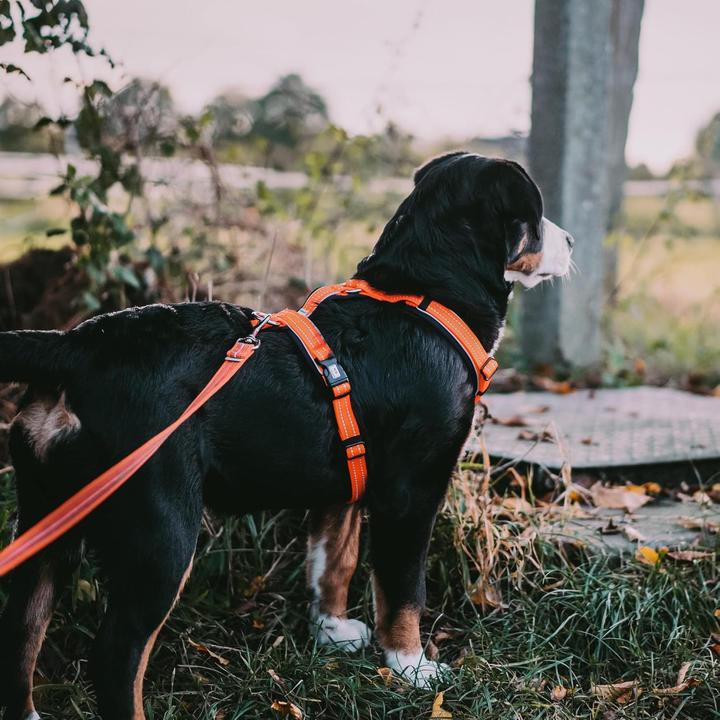 Actual product image Herman Sprenger Hundegeschirr - Y-Geschirr (S, Dog, General, Jogging, Walks, Dog sport)