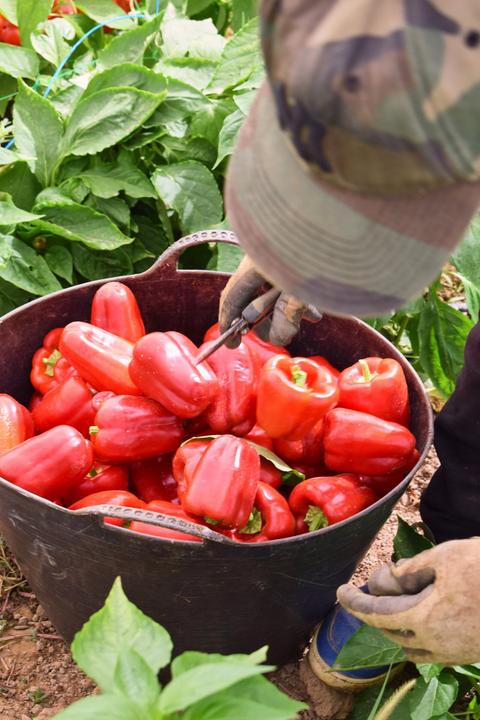 Produktbild Living Seeds Paprika, Albaregia (Gemüsesamen)