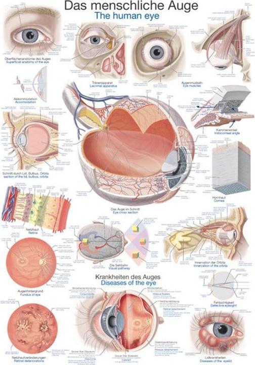 Actual product image Erler Zimmer Teaching board The human eye, 70x100cm