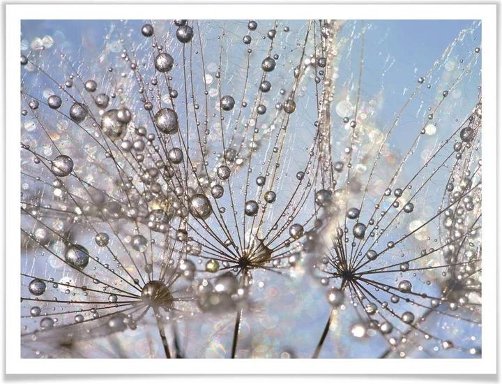 Image du produit Trenddeko Goutte d'eau dans le pissenlit (80 x 60 cm)