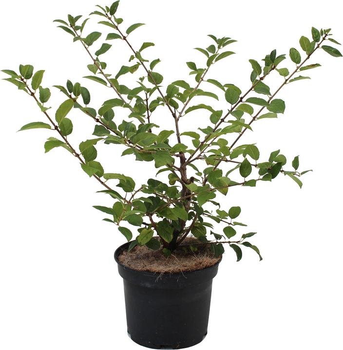 Produktbild Zulauf Kreuzdorn / Rhamnus cathartica (50 cm)
