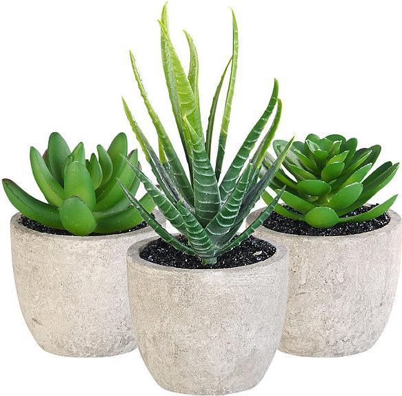 Produktbild Carlo Milano Deko-Sukkulenten-Set (5 cm)