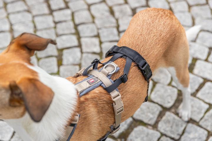 Produktbild Trixie Panik-Adapter Stay für Geschirre M-L (Hund, Allgemein)