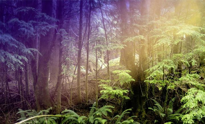 Produktbild Lensbaby OMNI Creative Filter Color Expansion (Effekt Filter)