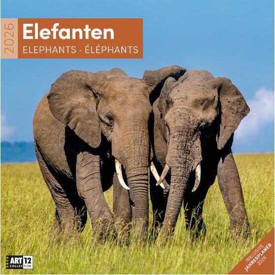 Immagine prodotto Elefanten Kalender 2026 - 30x30 (30 x 30 cm, Copertina rigida, Tedesco, Francese, Italiano, Inglese)
