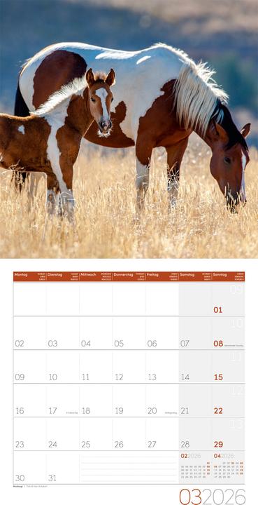 Produktbild Pferde Kalender 2026 - 30x30 (30 x 30 cm, Harter Einband, Deutsch)