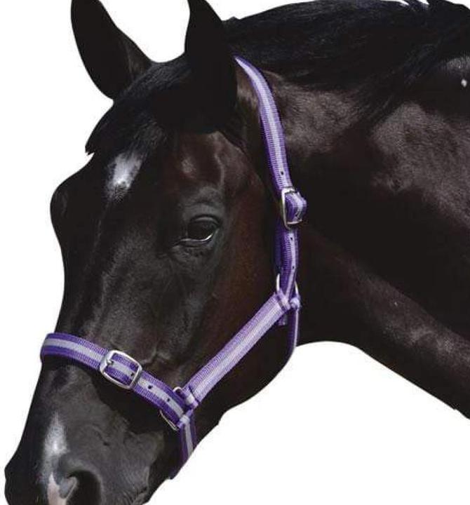 Image du produit Roma Licol et longe pour chevaux