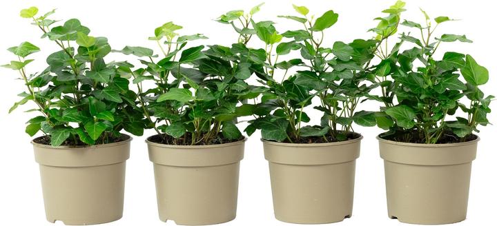 Actual product image Flowerbox Set of 4 common ivy - Hedera helix (15 cm)