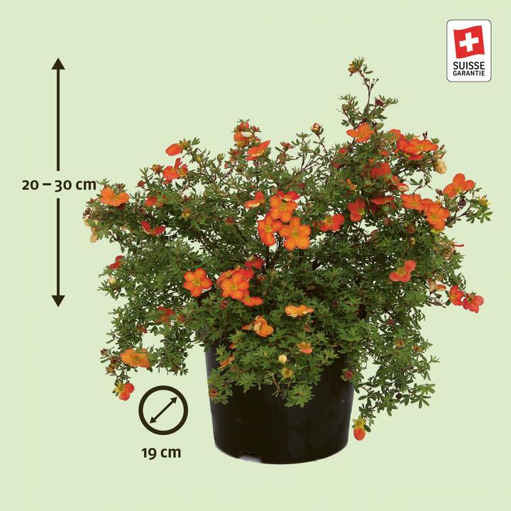 Actual product image Zulauf Shrub cinquefoil (30 cm)
