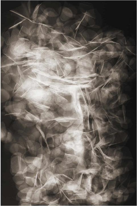 Moooi Tappeto Petali (300 x 400 cm)