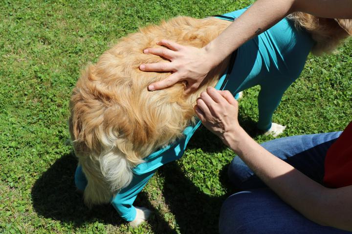 Immagine prodotto Vetmedcare Body per cani con zampe e zip (Cane)