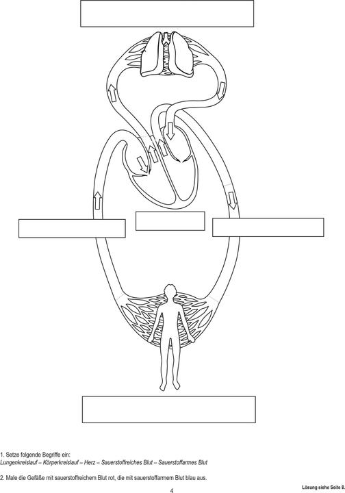 Produktbild Betzold Blutkreislauf, magnetisch