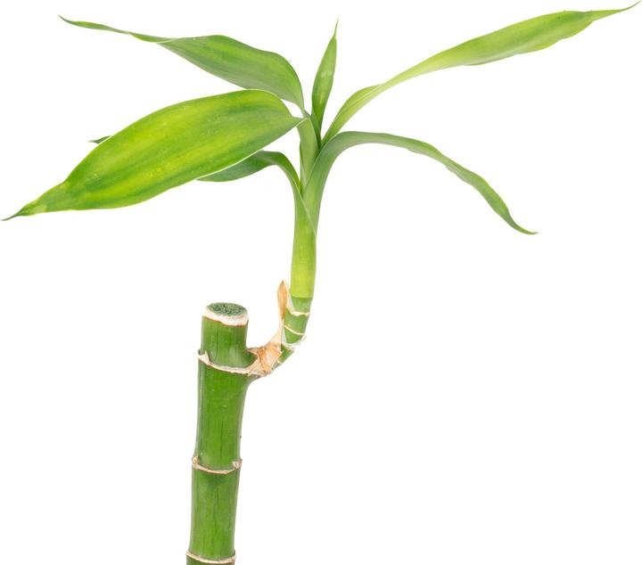 Immagine prodotto Flowerbox Glücksbambus "Lucky Bamboo" - Dracaena Sanderiana