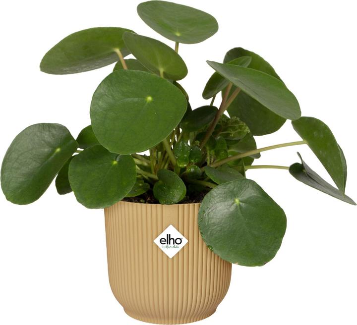 Produktbild Elho Blumentopf (16.10 cm)