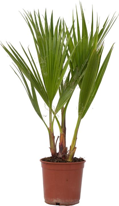 Image du produit Plant in a Box Washingtonia Robusta - Palmier éventail mexicain (50 cm)
