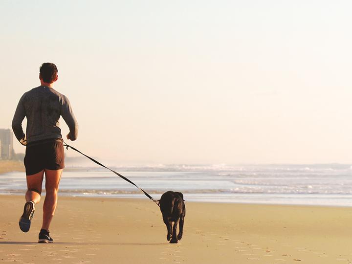 Image du produit PawLove Paw Love - Laisse avec ceinture, mains libres, avec élastique, chien (Chien)