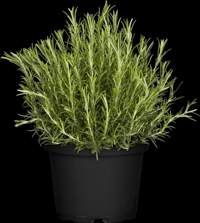rosemary