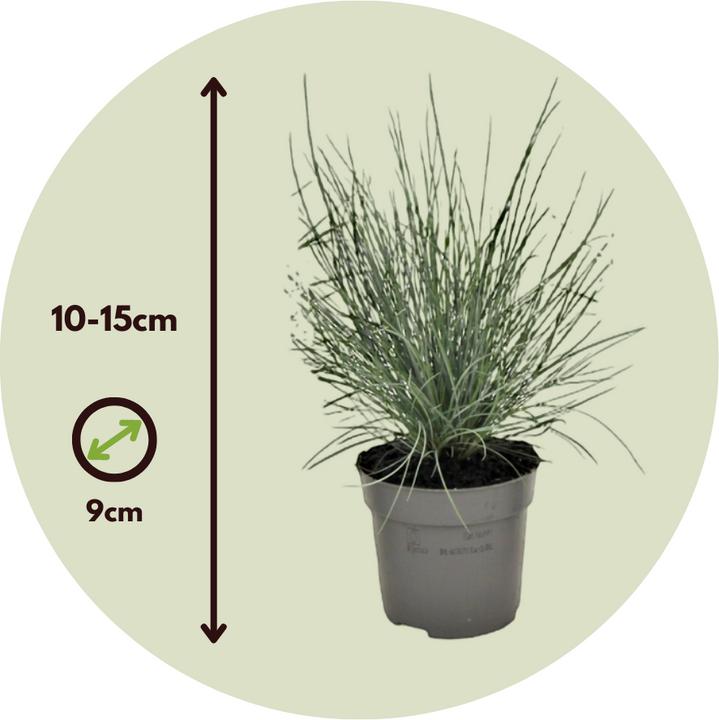 Image du produit Plant in a Box Festuca glauca 'Elijah Blue' - Lot de 6 Fétuques bleu-vert (10 cm)