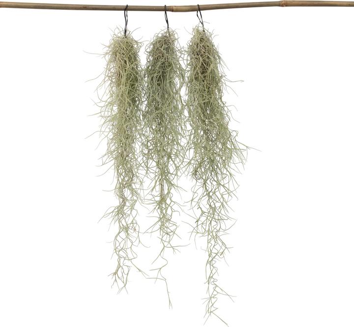 Immagine prodotto Plant in a Box Tillandsia Usneoides (muschio spagnolo) (25 cm)
