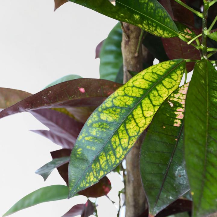 Actual product image Plant in a Box Codiaeum variegatum 'Mrs Iceton' - (140 cm)
