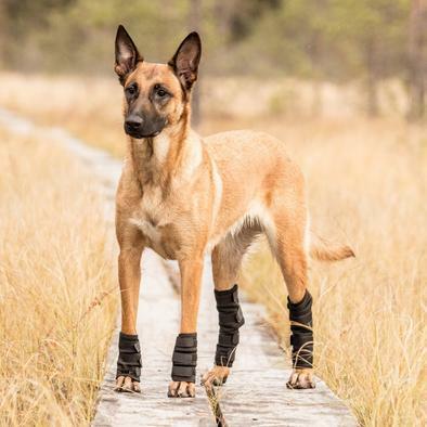 Immagine prodotto Back on Track Protezioni per le caviglie con 4 chiusure in velcro (Cane)