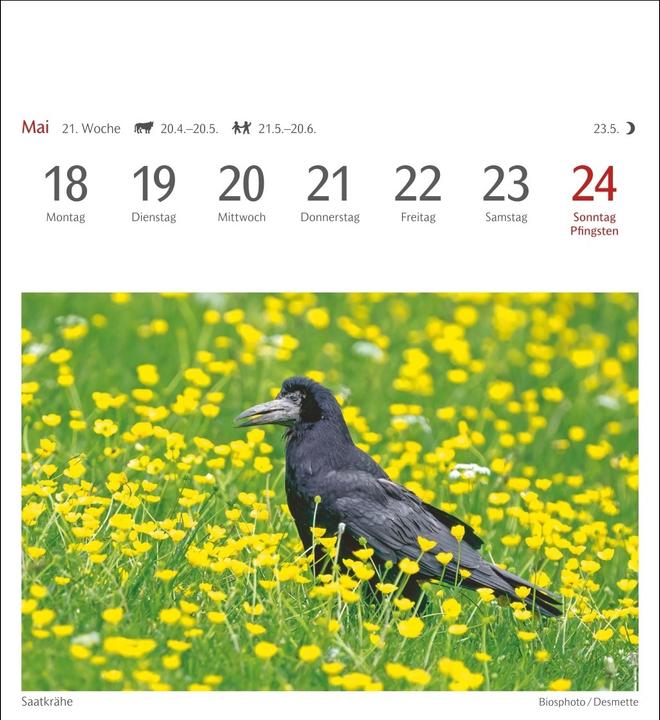 Produktbild Harenberg Heimische Vögel Postkartenkalender 2026 - Wochenkalender mit 53 Postkarten (Deutsch)
