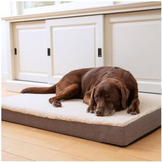 Actual product image Beeztees Zira (Dog)