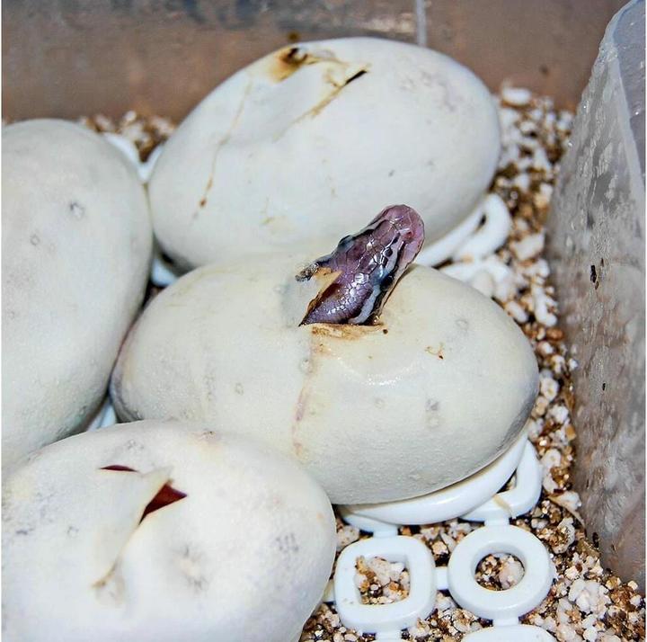 Produktbild Hobby Easy Breeder Inkubator, 48 x 25 x 51 cm
