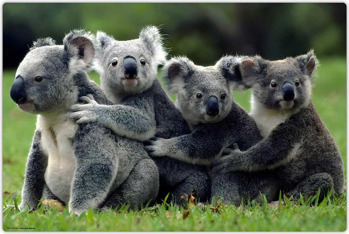 Actual product image CoverYourDesk Schreibunterlage KOALA (60 x 40 cm)