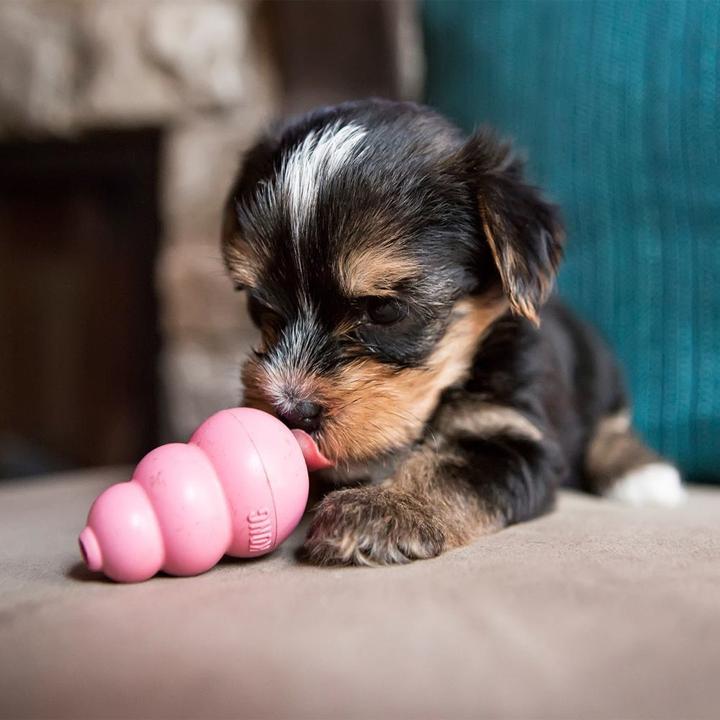 Produktbild KONG Puppy (Welpenspielzeug)