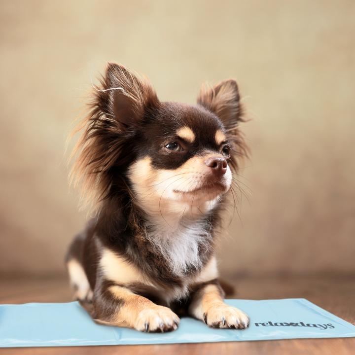 Actual product image Relaxdays Cooling mat dog (Dog)