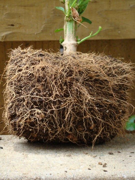 Produktbild Smart Pot 30