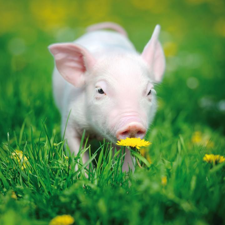 Immagine prodotto Piggies/Piglets 2024 (Copertina rigida, Spagnolo, Francese, Ceco, Italiano, Olandese, Polacco, Tedesco, Inglese)