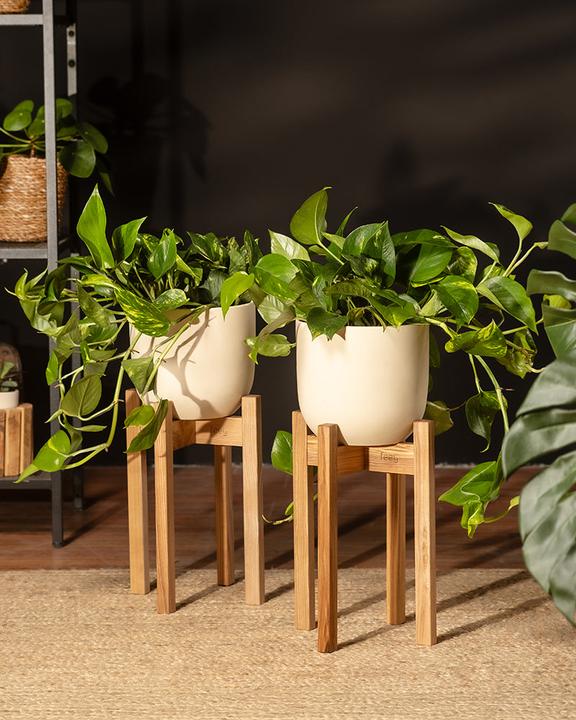 Produktbild feey Grosse Efeutute Marble Queen (35 cm, Frisch umgetopft)