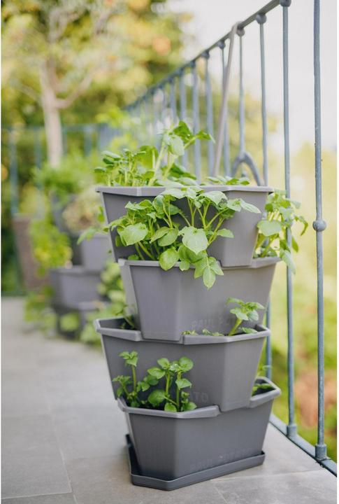 Image du produit Gusta Garden Paul Potato (38.80 cm)