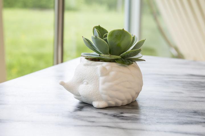 Actual product image Kikkerland Prickles The Hedgehog Planter (9.30 cm)
