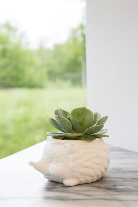 Actual product image Kikkerland Prickles The Hedgehog Planter (9.30 cm)
