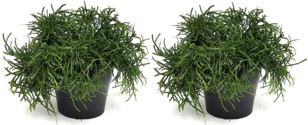 Rutishauser Blumen Rhipsalis 2er Set (30 cm)