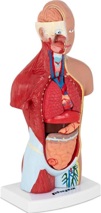 Produktbild Physa Torso Modell mit Organen Organmodell Anatomisches Modell Medizinmodell 1:1