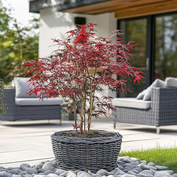 Image du produit Plant in a Box Acer palmatum 'Starfish' - Érable à feuilles d'armoise (60 cm)