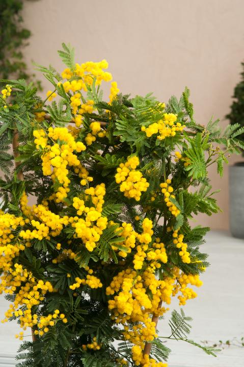 Produktbild Plant in a Box Acacia dealbata Mimosa - Mimosen Pflanzen 6er Set (25 cm)