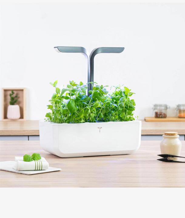 Immagine prodotto Véritable Menta marocchina (Semi di piante)