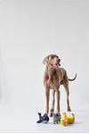 Actual product image Hunter Dog toy Eiby Giraffe (Plush toy dog)