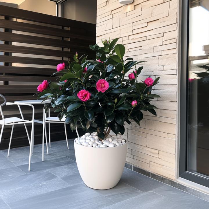 Produktbild Plant in a Box Camellia japonica Dr. King - Japanische Rose (60 cm)