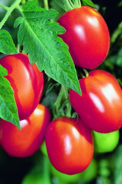 Actual product image Zollinger Bio Tomato, Tree Tomato (Seed bombs)