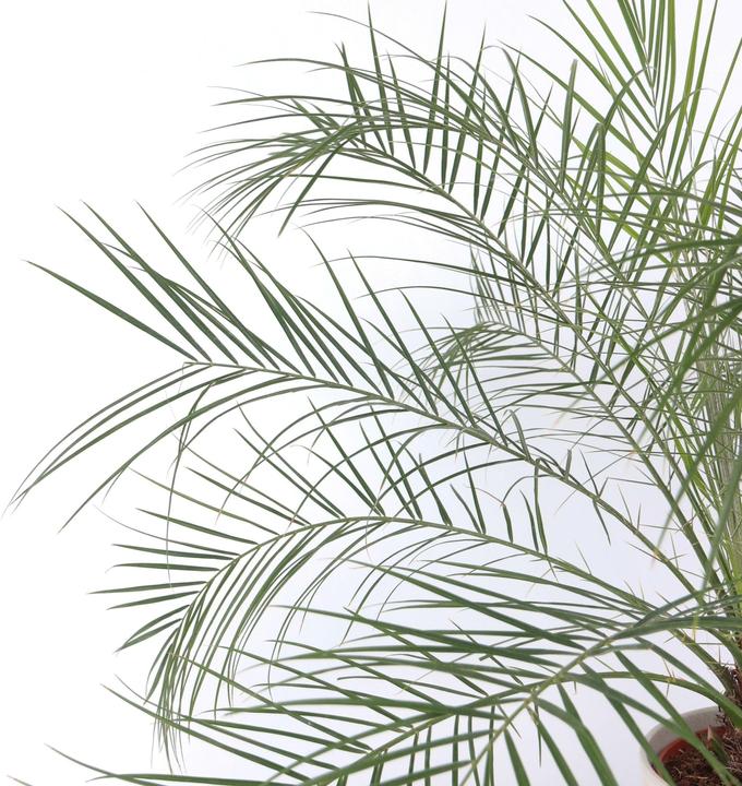 Produktbild Plant in a Box Phoenix roebelenii - Zwergdattelpalme (80 cm)
